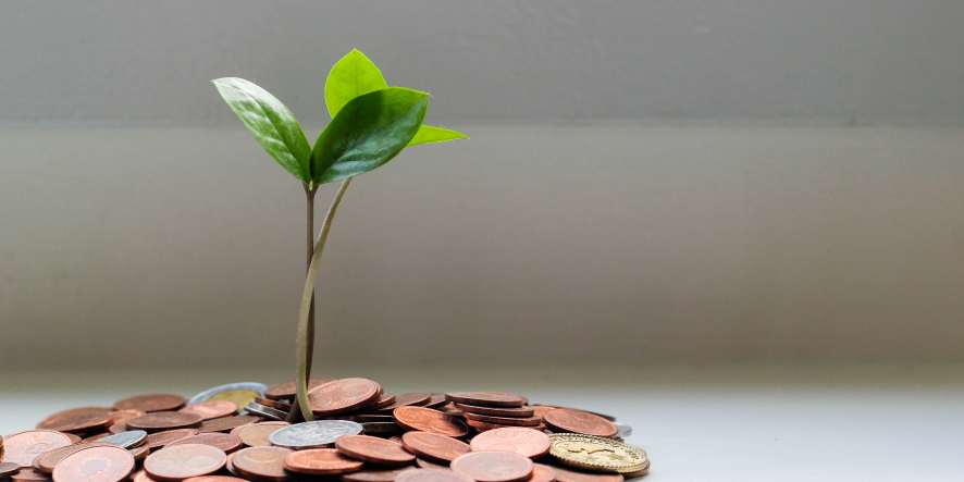 Plant growing out of money