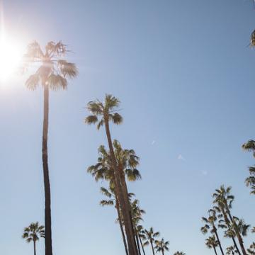 Plam Trees